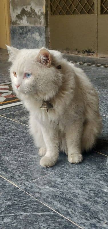 Mela Persian cat breeder Cat & Adult cats 3