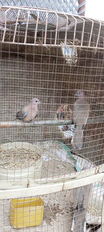 3 Wild Dove 10 moth age 1