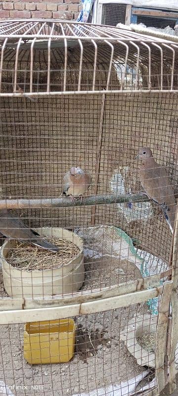 3 Wild Dove 10 moth age 2