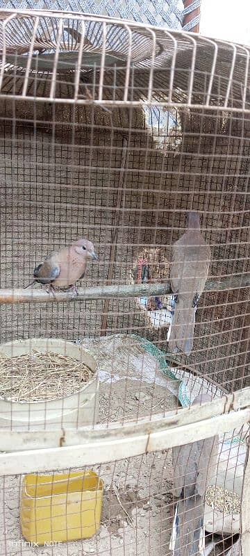 3 Wild Dove 10 moth age 4