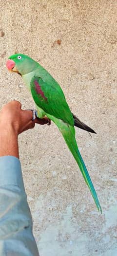 Raw Parrot, Toota, Raw Toota, Parrot, Raw, Mithu, Kashmiri Raw Totta