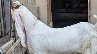 Gulabi khassi male for qurbani 2025