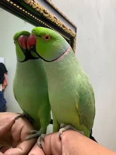 Talking parrot