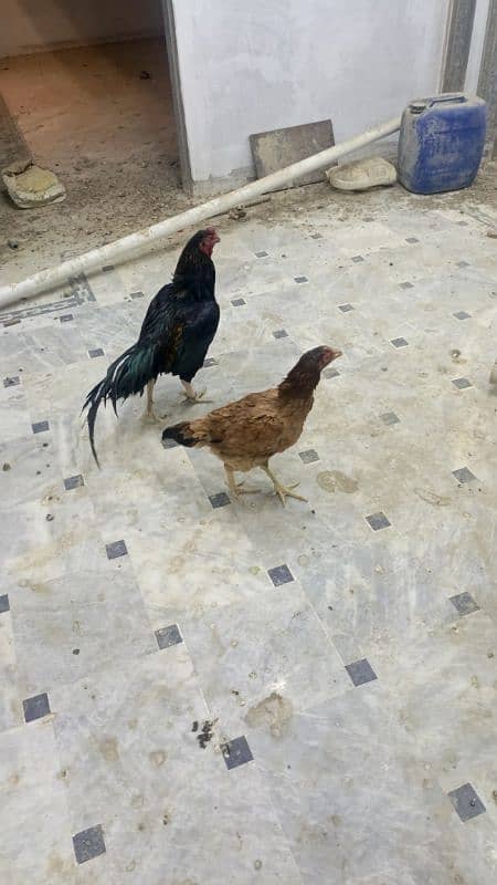 aseel pair good condition number 03171197005 1