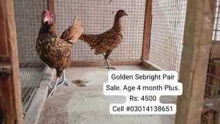 Golden Sebright & white brahma