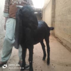 4 khassi or 1 aundo bakra