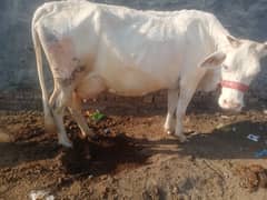 Beautiful unique white jersey cow