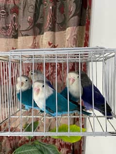 Lovebirds available for sale