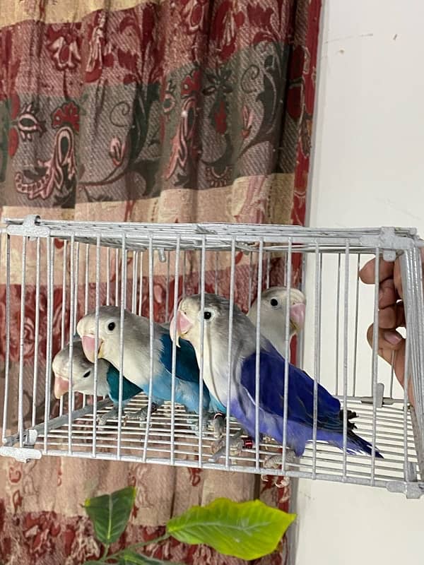 Lovebirds available for sale 5