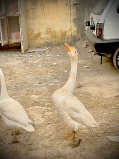 Long neck ducks pair