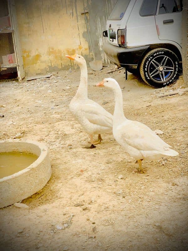 Long neck ducks pair 1