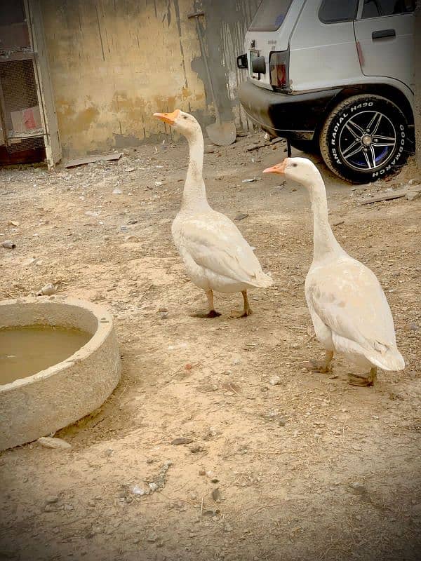 Long neck ducks pair 2