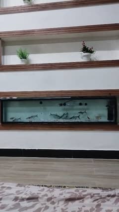 aquarium for sale 8mm glass without accessories