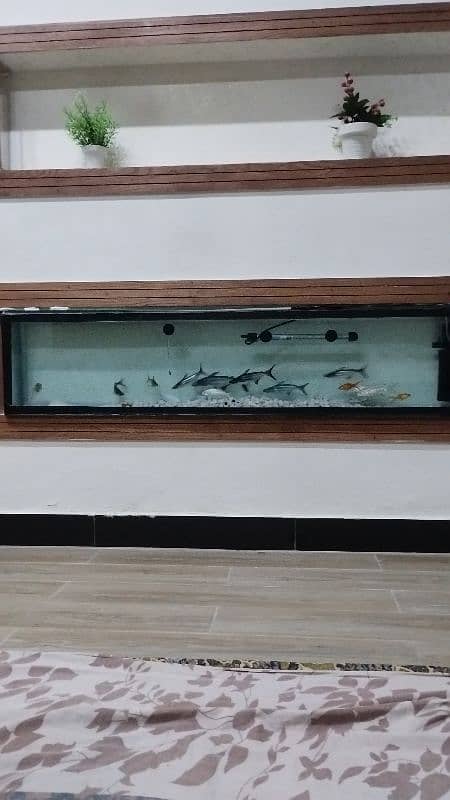 aquarium for sale 8mm glass without accessories 1