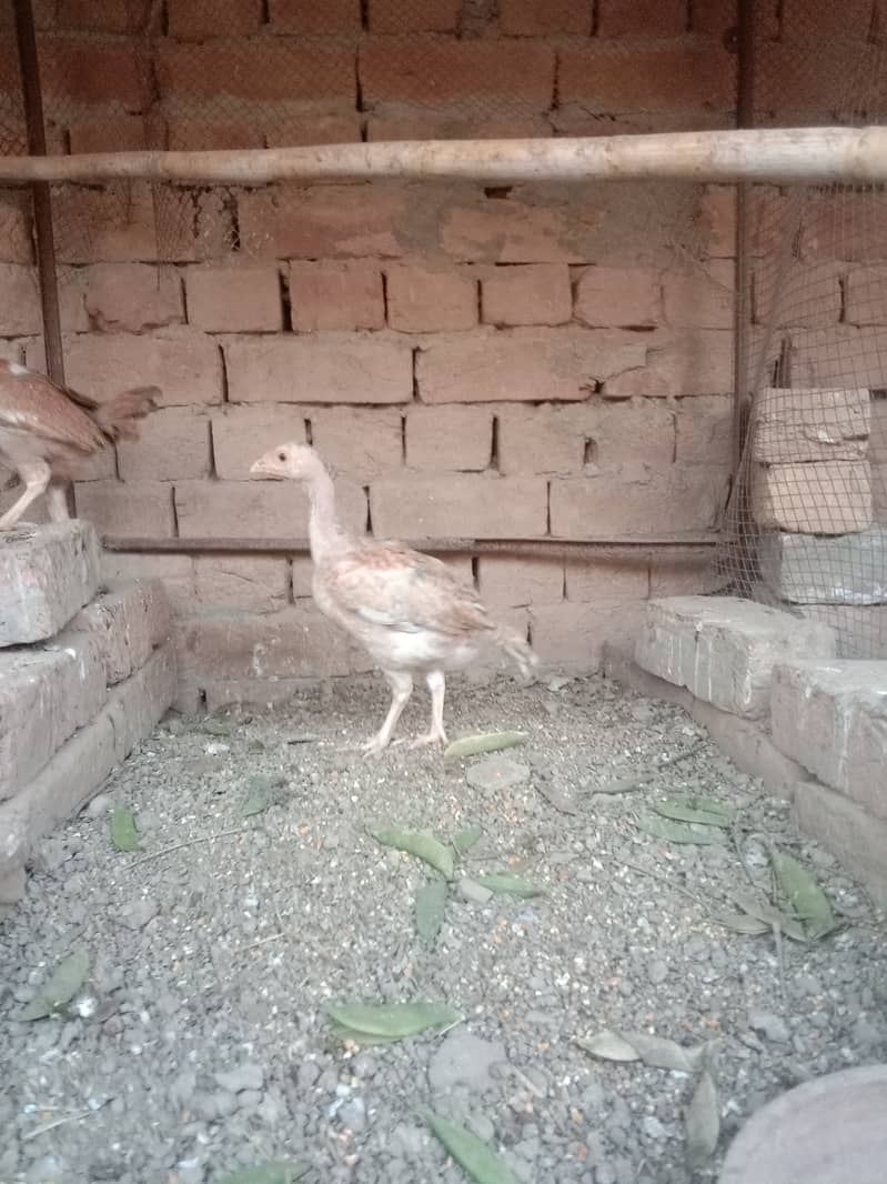 Aseel chicks , pathay for sale khanewal 0