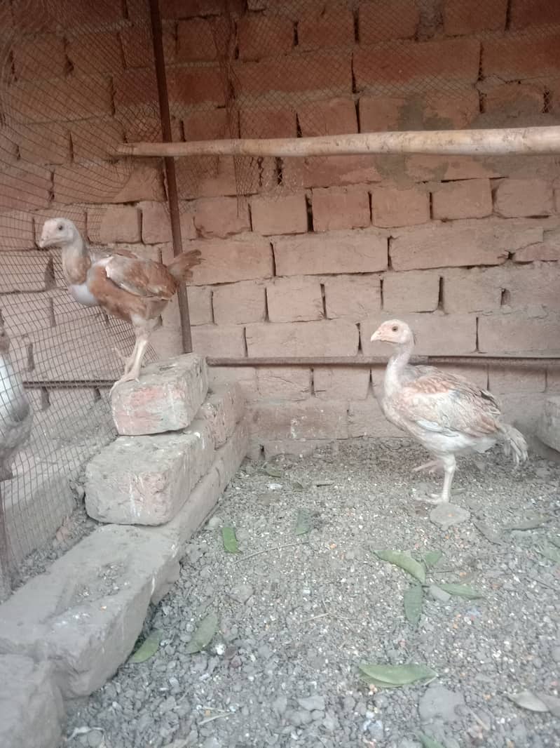 Aseel chicks , pathay for sale khanewal 1