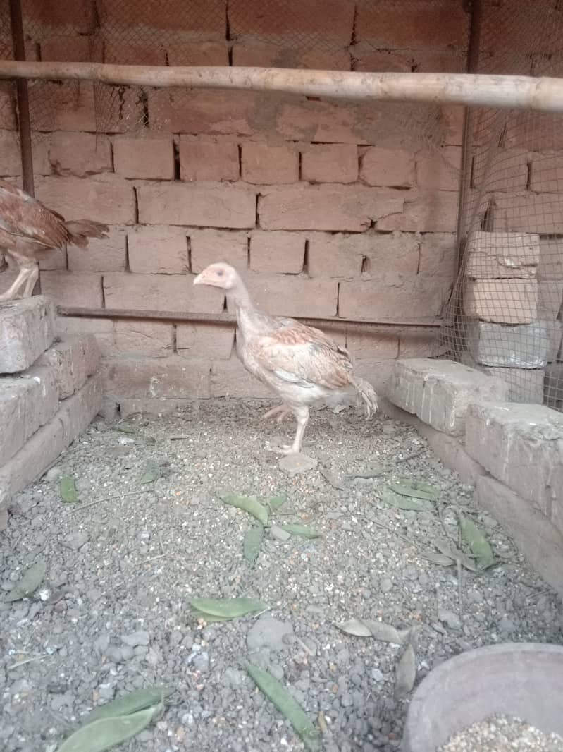 Aseel chicks , pathay for sale khanewal 2