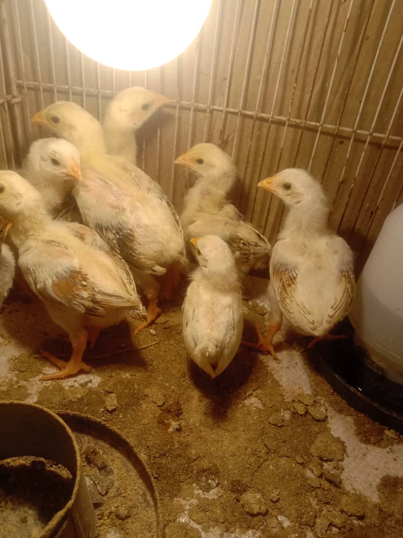 Aseel chicks , pathay for sale khanewal 3