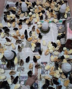 Fully Vaccinated 4 days chicks