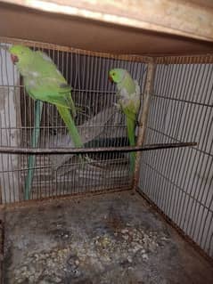 Ringneck breeder pair