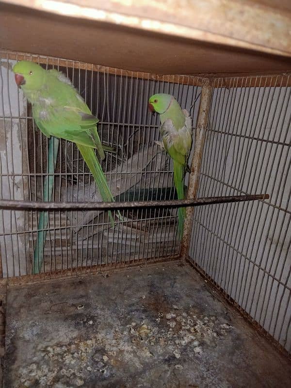 Ringneck breeder pair 0