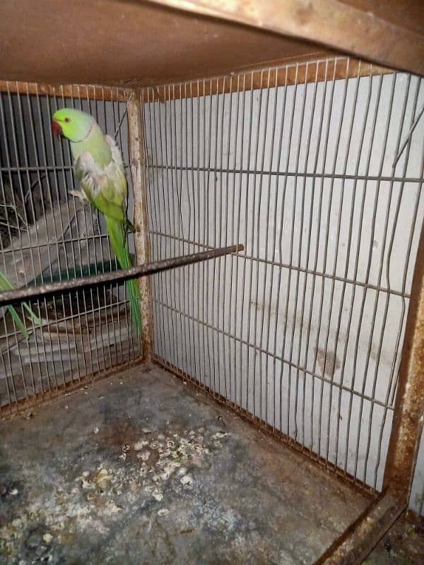 Ringneck breeder pair 1