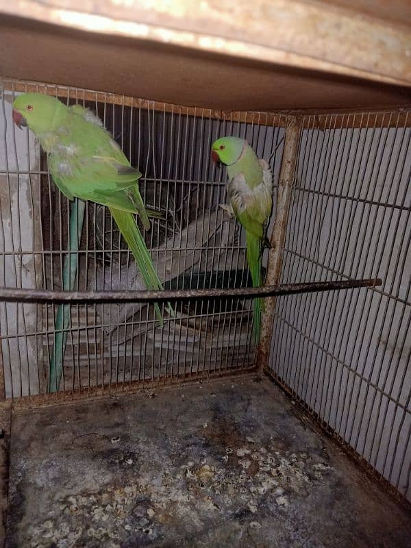 Ringneck breeder pair 2