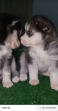 husky wollycoated female pups available