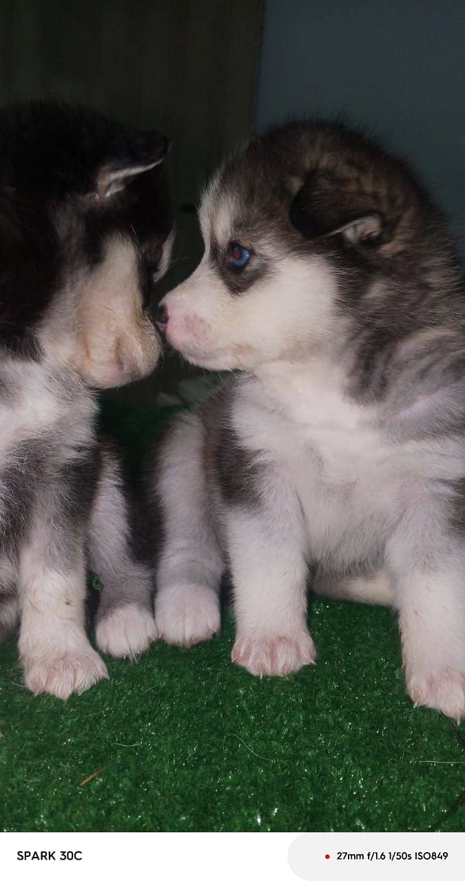 husky wollycoated female pups available 0