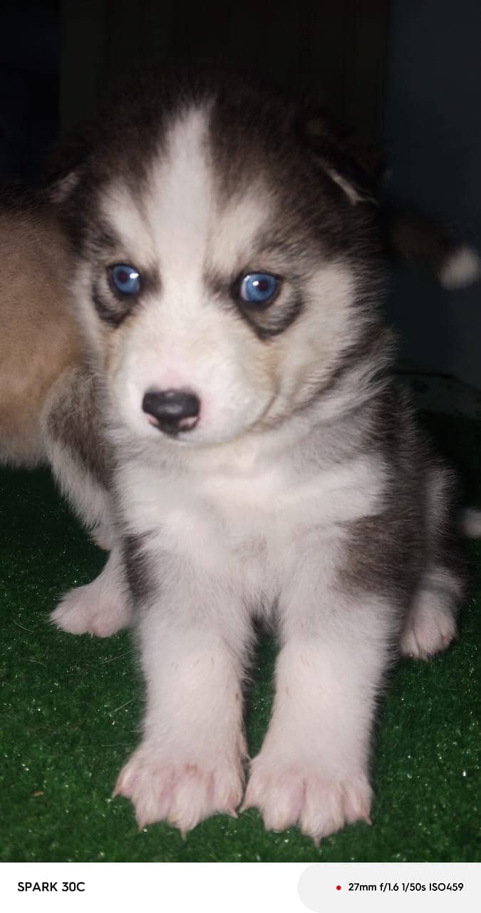 husky wollycoated female pups available 1