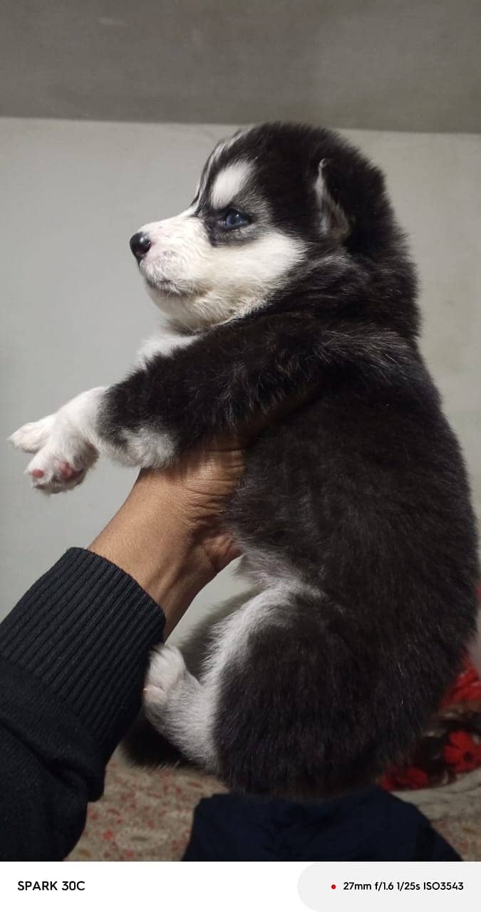 husky wollycoated female pups available 2