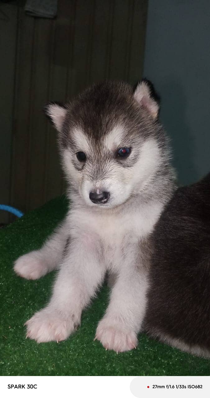 husky wollycoated female pups available 3