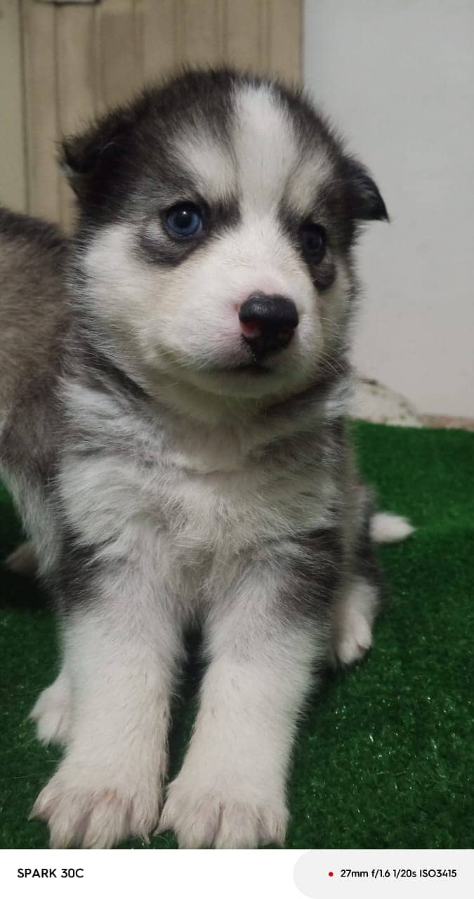 husky wollycoated female pups available 4