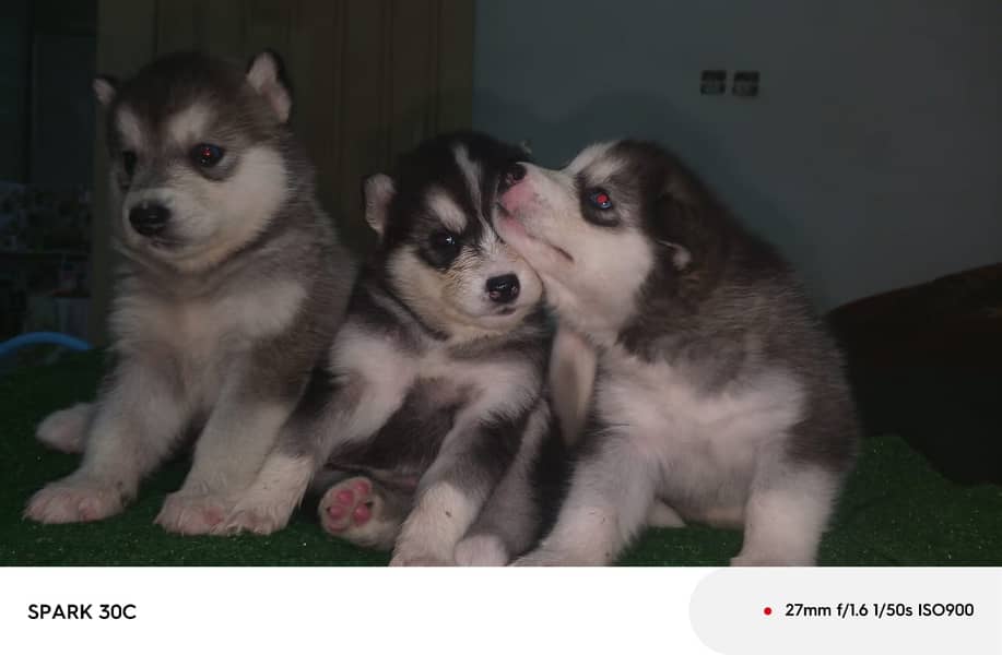 husky wollycoated female pups available 5