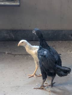 Shamo Chicks Age 2 month