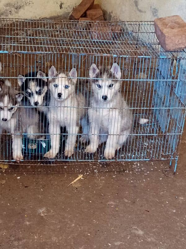 siberian husky 0