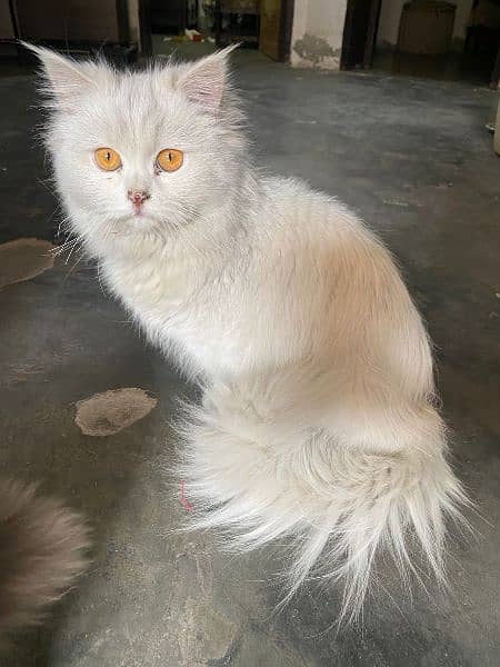 white female Persian cat 0