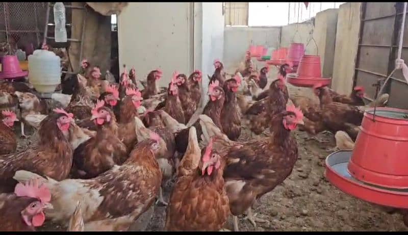 Lohmann  brown eggs laying females for sell 800 pieces available 1