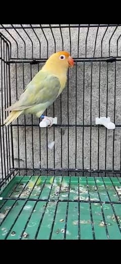 parblue opaline palefellow female for sale in lahore