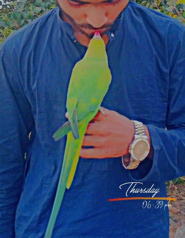 green parrot 0