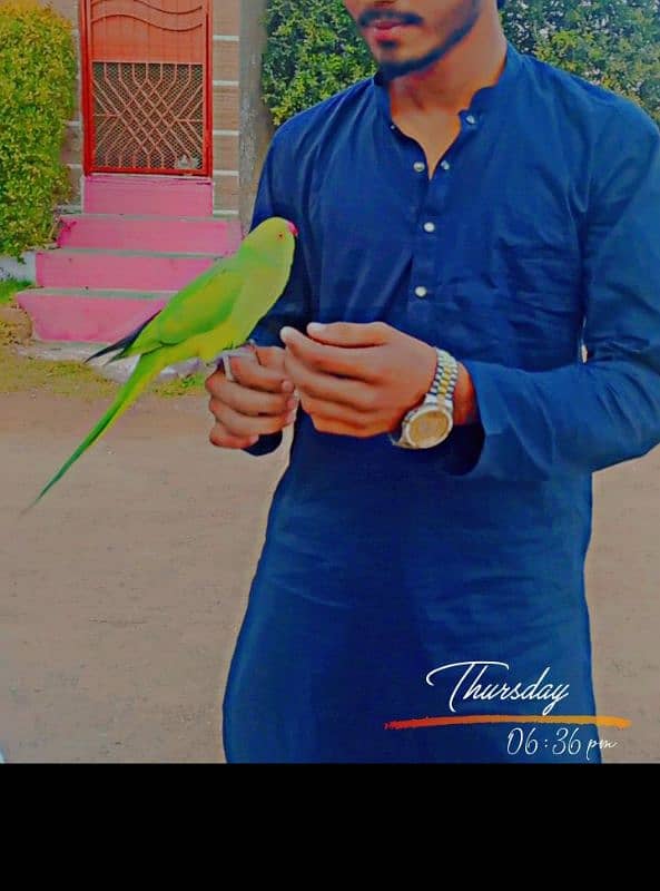 green parrot 1