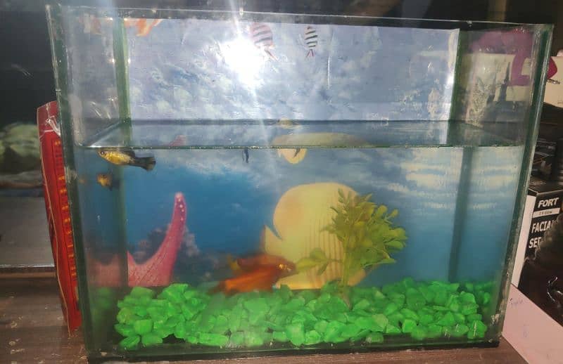 fish aquarium / small aquarium 1