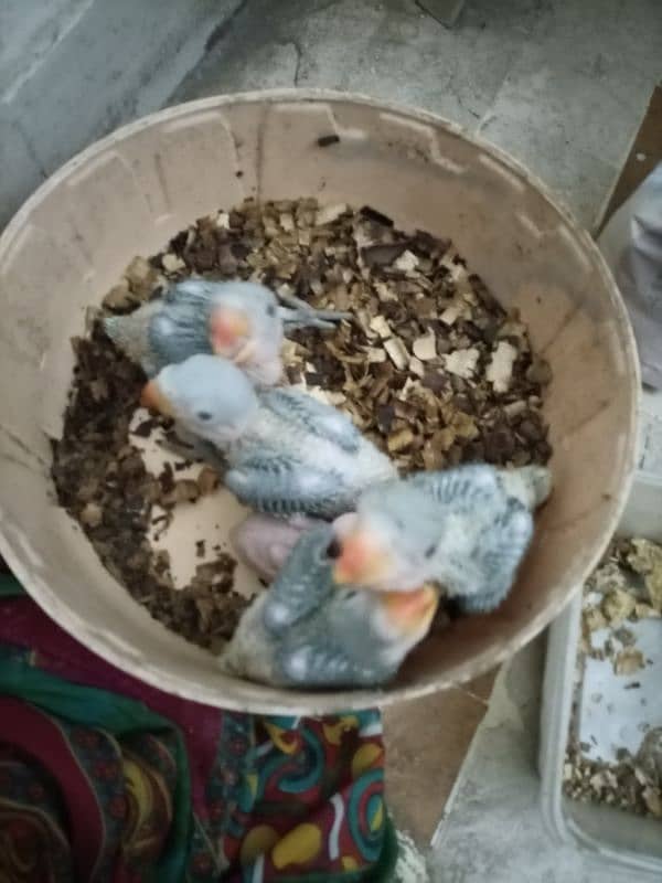 Pahari Raw chicks 4