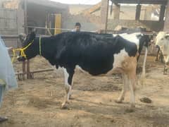 Gaban Ablagh Fraizar Cow For Sale