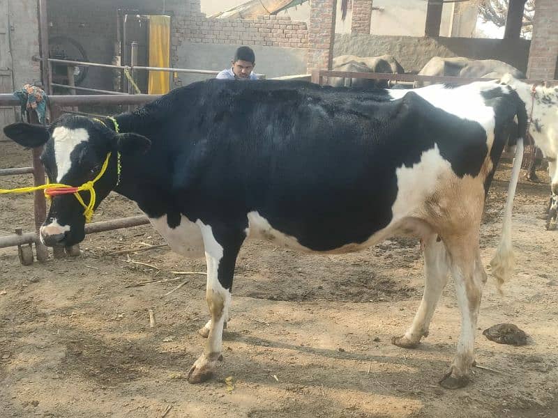 Gaban Ablagh Fraizar Cow For Sale 1