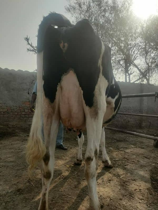 Gaban Ablagh Fraizar Cow For Sale 2