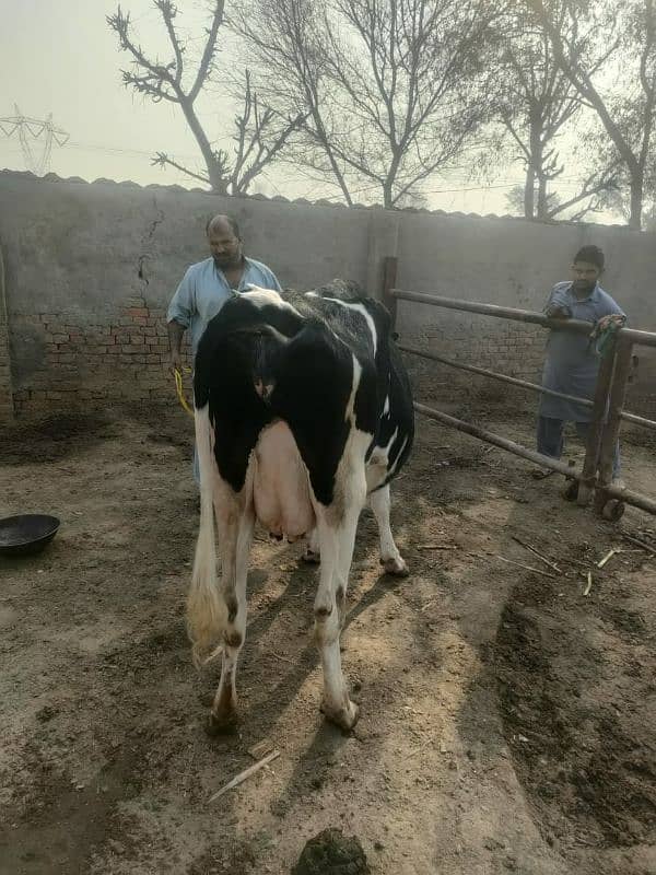 Gaban Ablagh Fraizar Cow For Sale 3