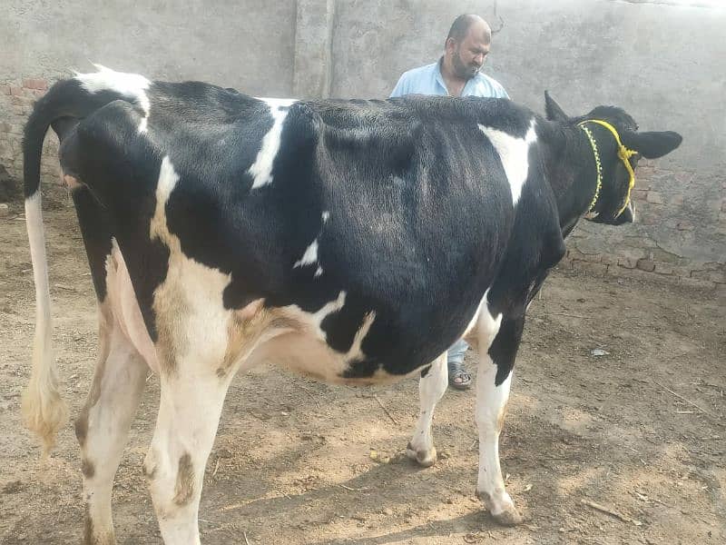 Gaban Ablagh Fraizar Cow For Sale 4