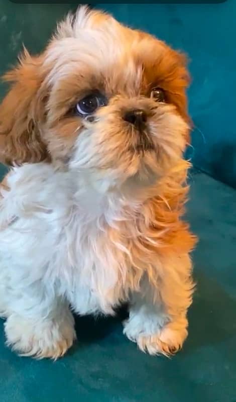 shih tzu / shitzu / shihtzu 2