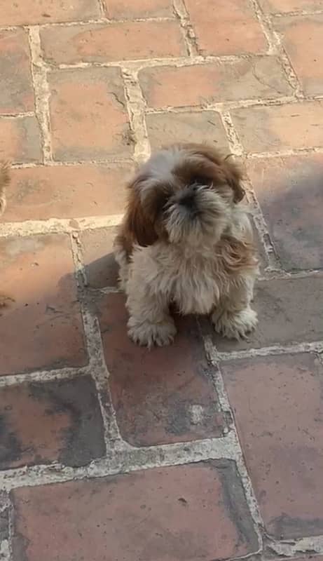 shih tzu / shitzu / shihtzu 3